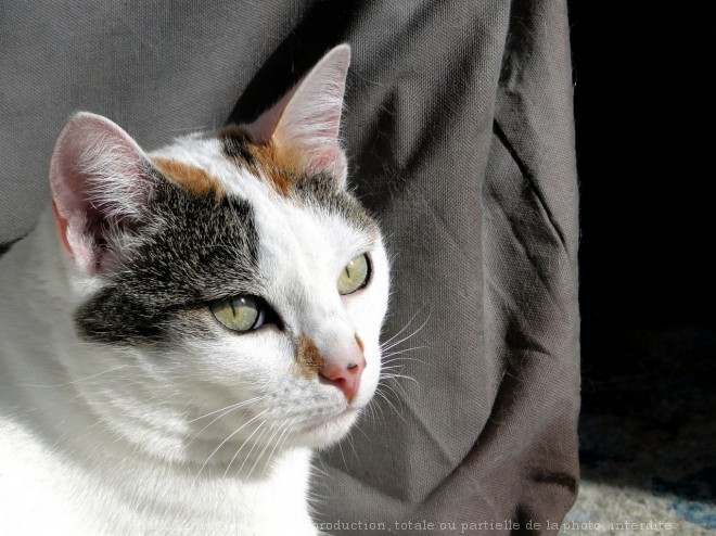 Photo de Chat domestique