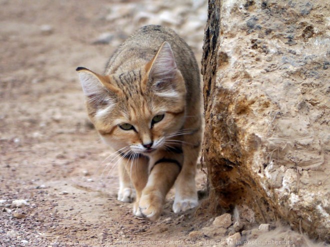 Photo de Chat des sables