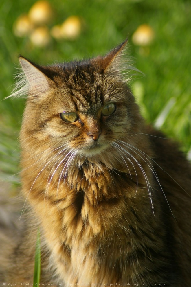 Photo de Chat domestique