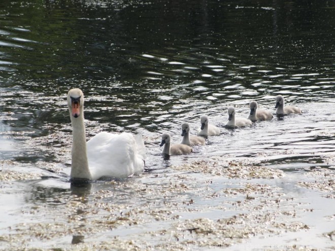 Photo de Cygne