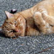 Photo de Chat domestique