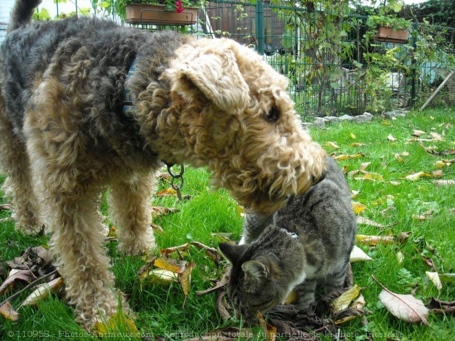 Photo de Races diffrentes