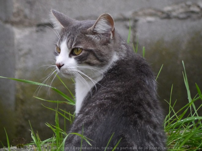 Photo de Chat domestique