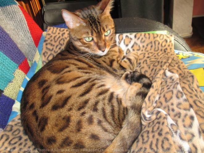 Photo de Bengal