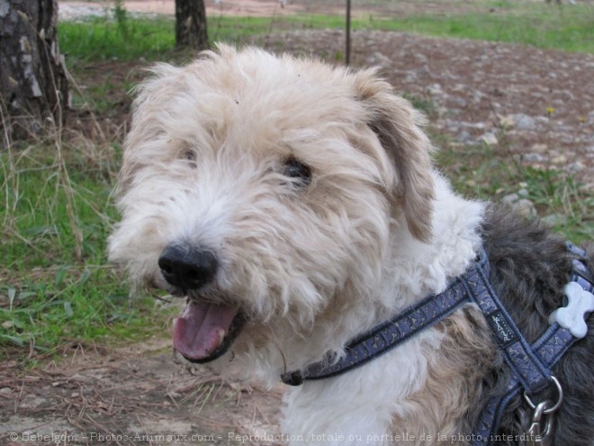 Photo de Fox terrier  poil dur