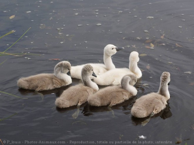 Photo de Cygne