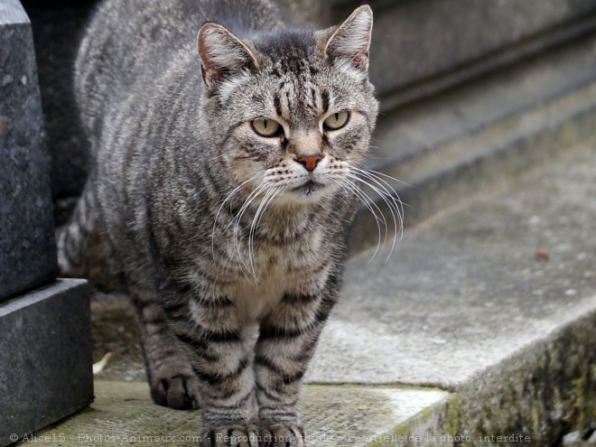 Photo de Chat domestique