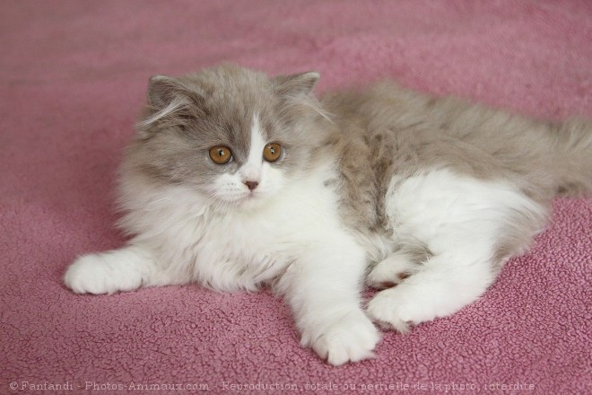 Photo de British longhair