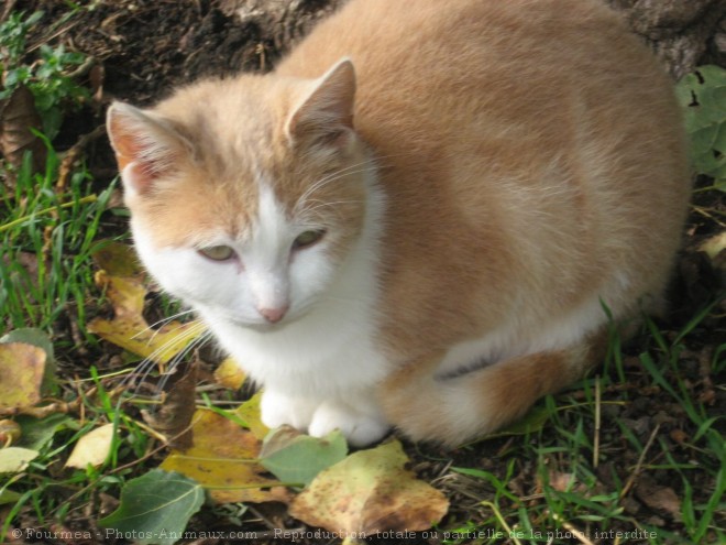 Photo de Chat domestique