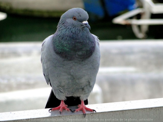 Photo de Pigeon