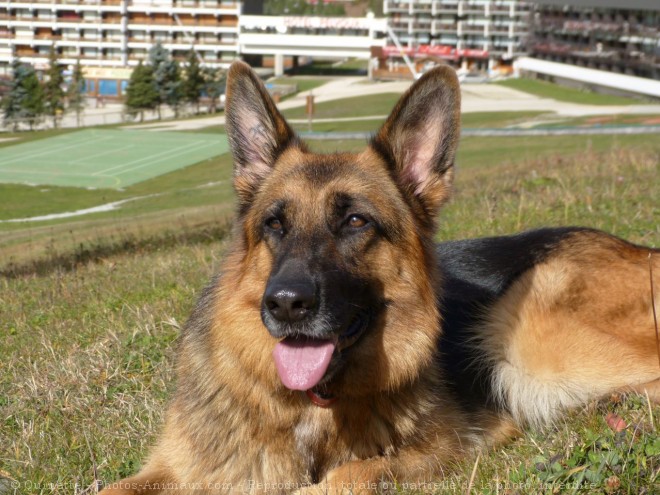 Photo de Berger allemand  poil court