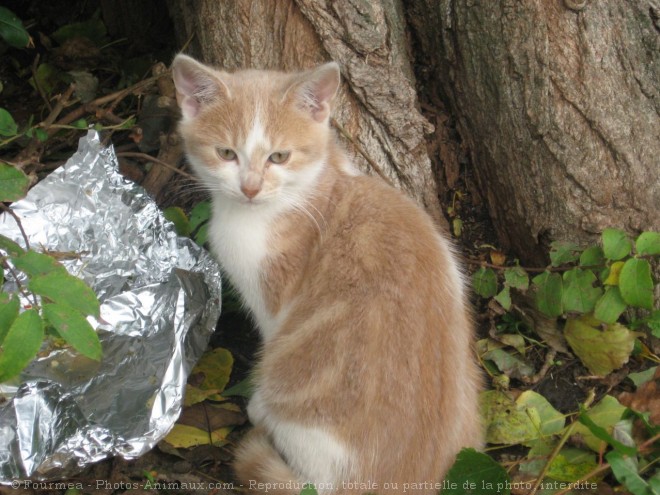 Photo de Chat domestique