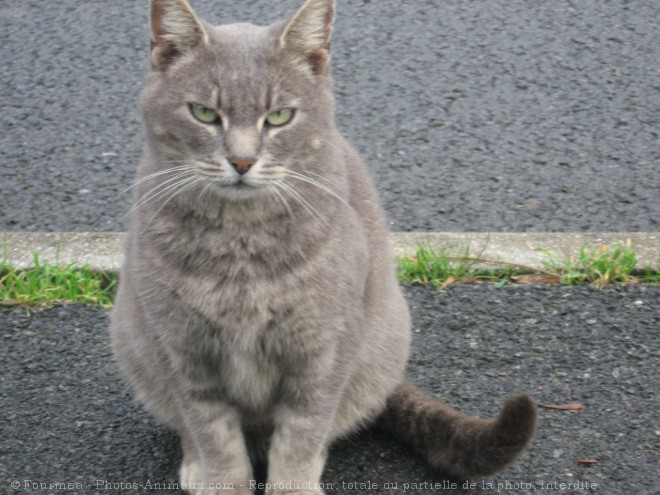 Photo de Chat domestique