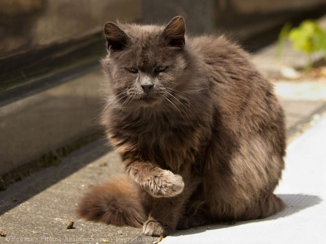 Photo de Chat domestique