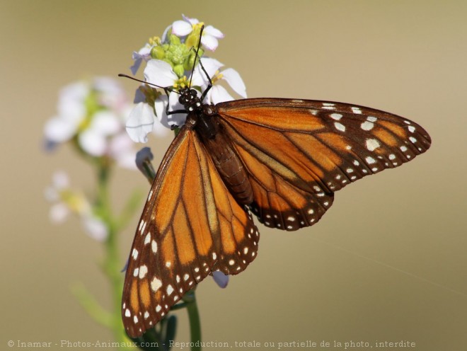 Photo de Papillon