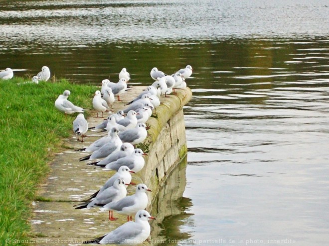 Photo de Mouette