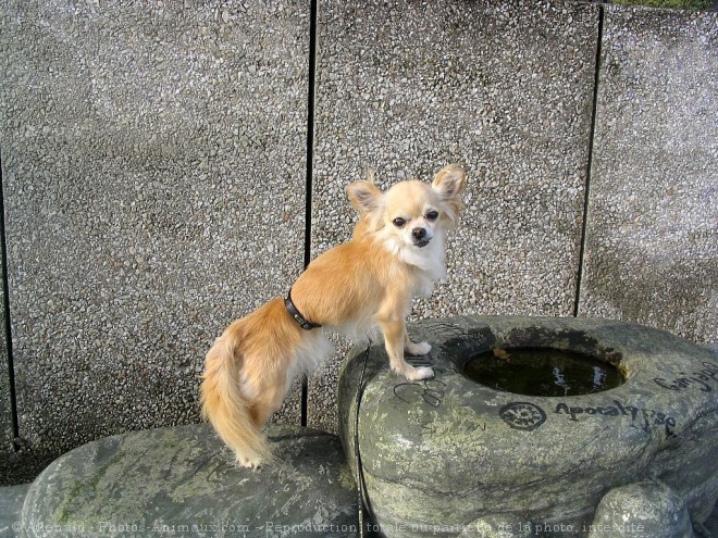 Photo de Chihuahua  poil long