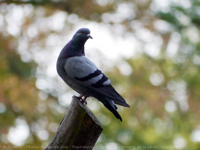 Photo de Pigeon