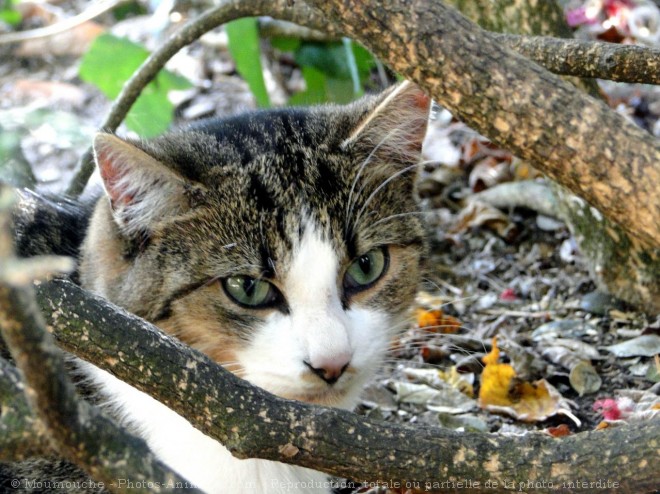 Photo de Chat domestique