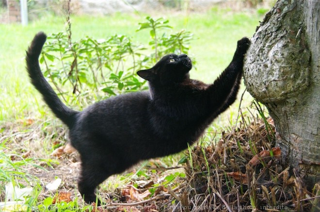 Photo de Chat domestique