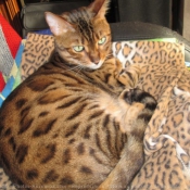 Photo de Bengal