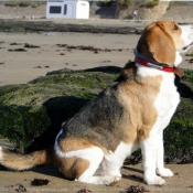 Photo de Beagle