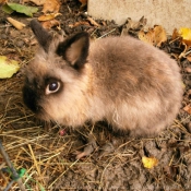 Photo de Lapin