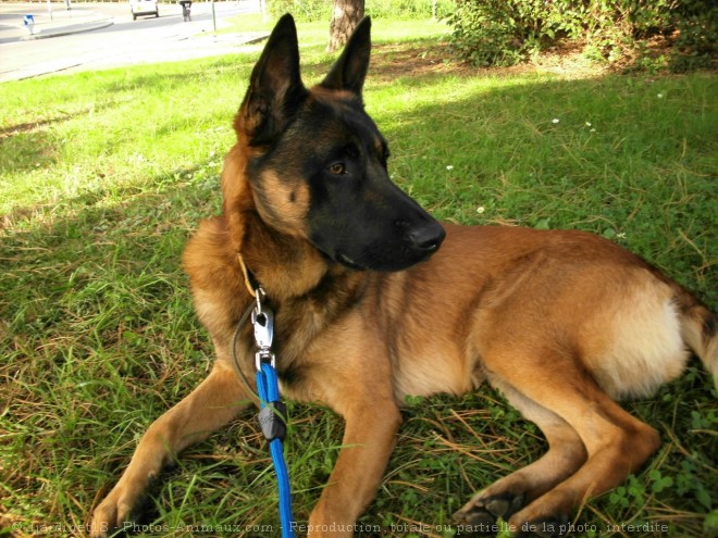 Photo de Berger belge malinois