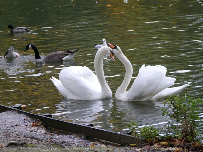 Photo de Cygne