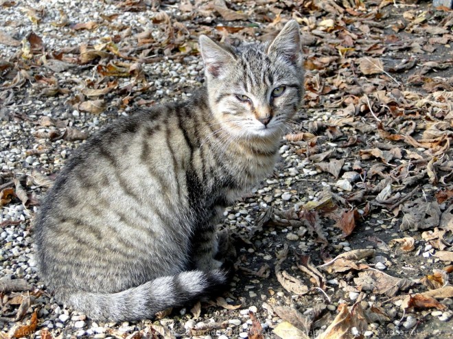 Photo de Chat domestique