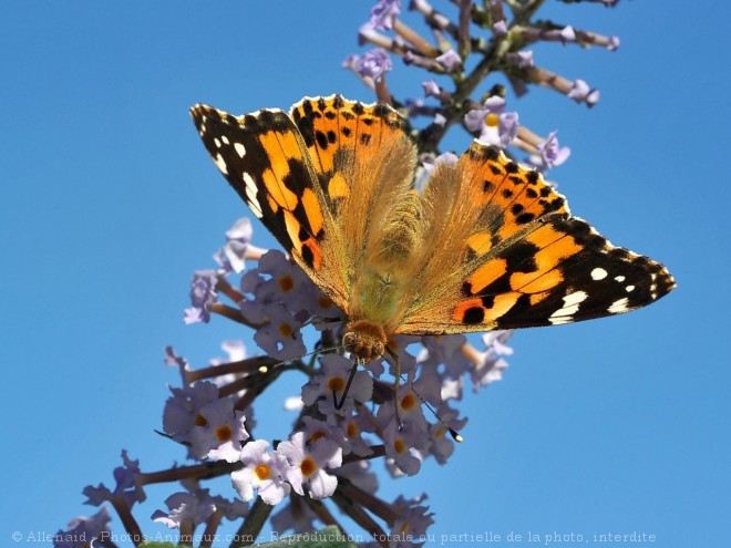 Photo de Papillon - belle-dame