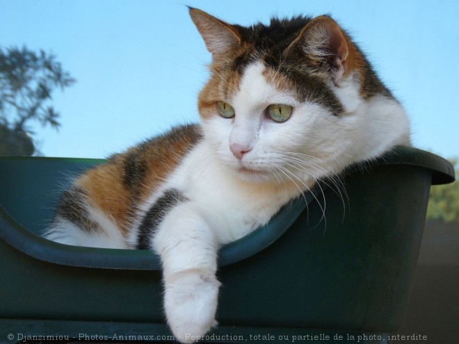 Photo de Chat domestique