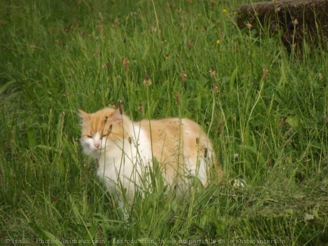 Photo de Chat domestique