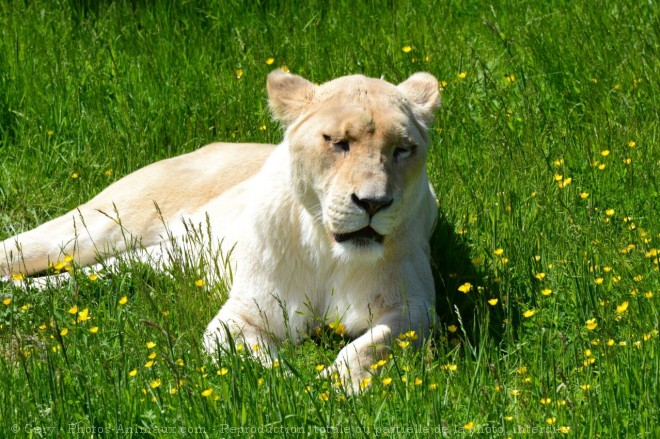 Photo de Lion