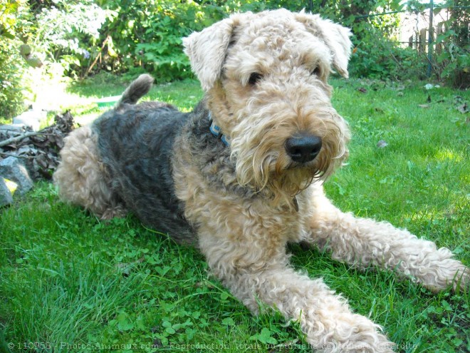 Photo d'Airedale terrier