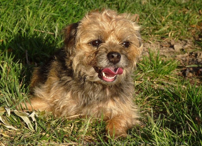 Photo de Border terrier