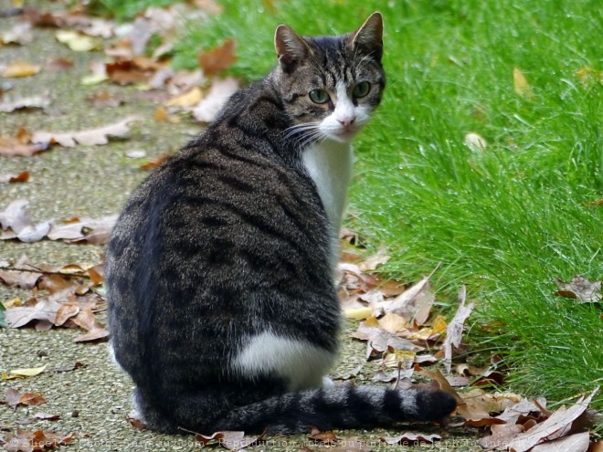 Photo de Chat domestique