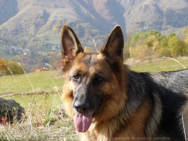 Photo de Berger allemand  poil court