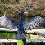 Photo de Grand cormoran