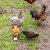 Photo de Poule