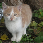 Photo de Chat domestique