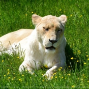 Photo de Lion