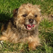 Photo de Border terrier