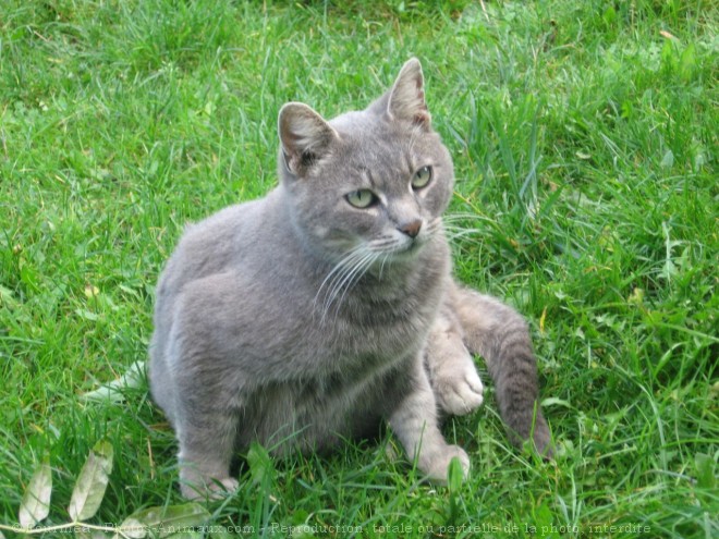 Photo de Chat domestique