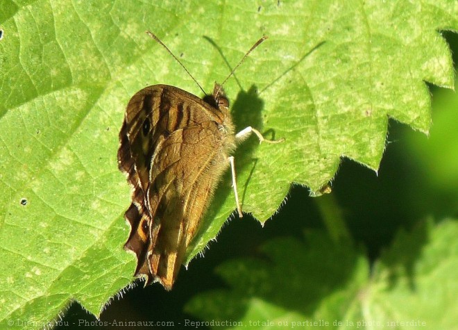 Photo de Papillon - paon du jour