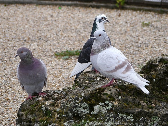 Photo de Pigeon