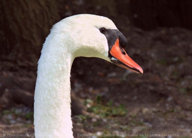 Photo de Cygne