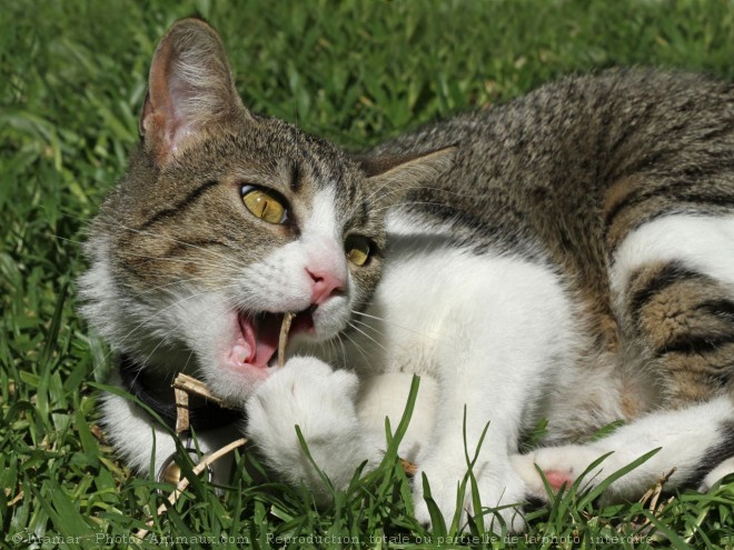 Photo de Chat domestique