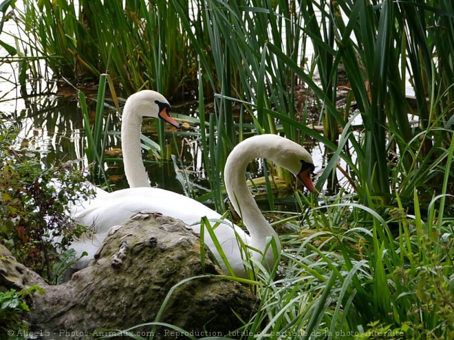 Photo de Cygne