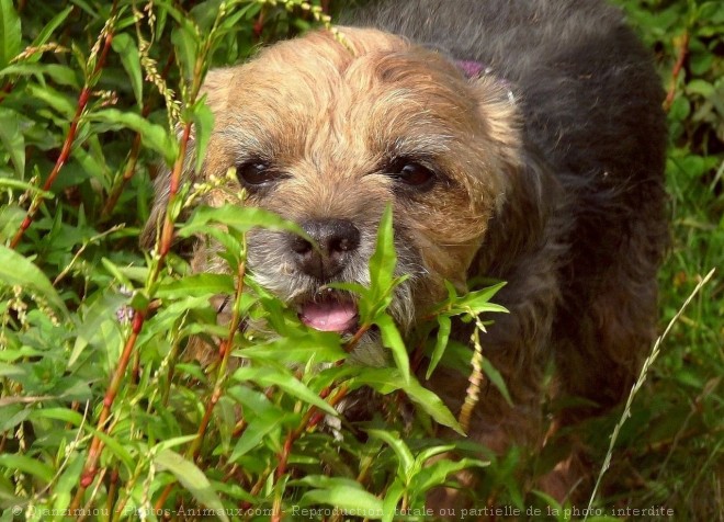 Photo de Border terrier